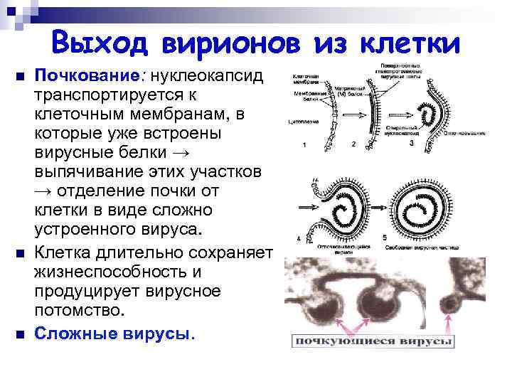 Выход вирионов из клетки n n n Почкование: нуклеокапсид транспортируется к клеточным мембранам, в