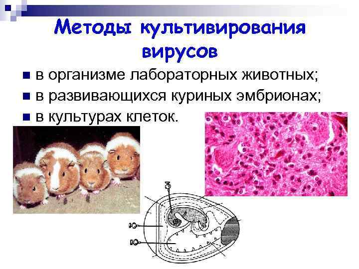 Методы культивирования вирусов в организме лабораторных животных; n в развивающихся куриных эмбрионах; n в