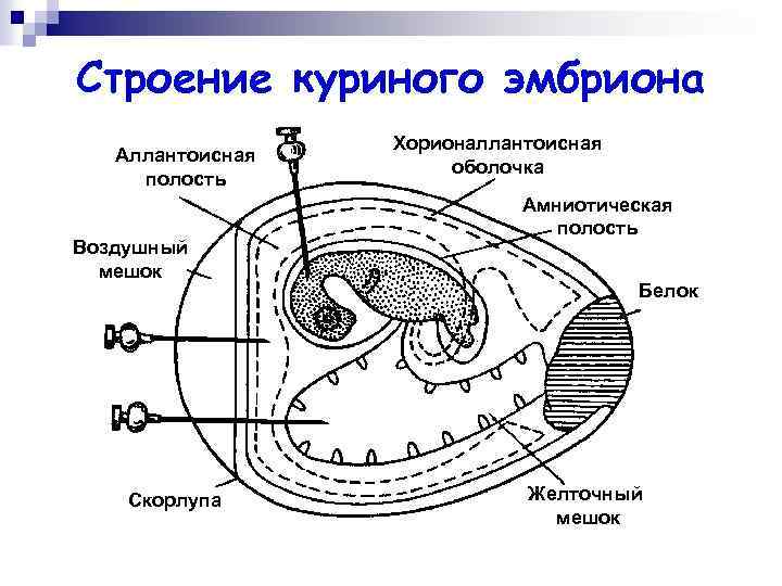 Строение куриного эмбриона Аллантоисная полость Воздушный мешок Скорлупа Хорионаллантоисная оболочка Амниотическая полость Белок Желточный