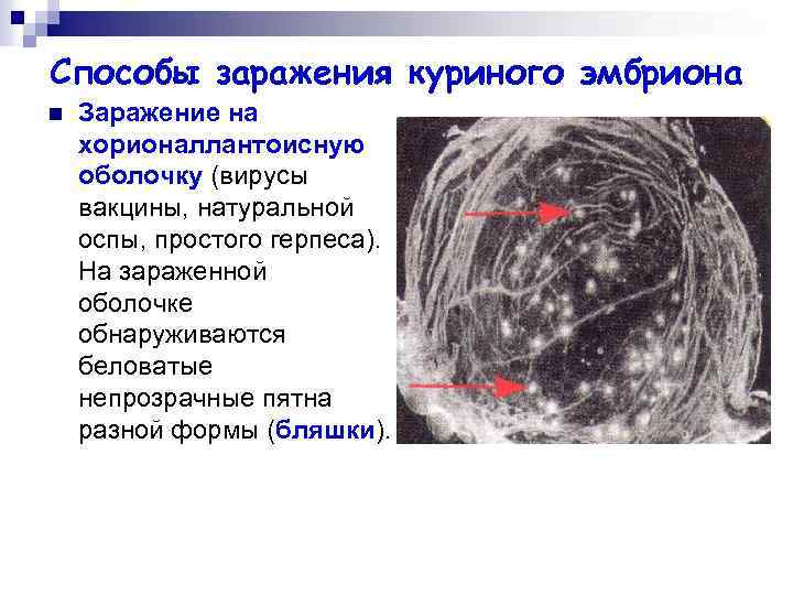 Способы заражения куриного эмбриона n Заражение на хорионаллантоисную оболочку (вирусы вакцины, натуральной оспы, простого