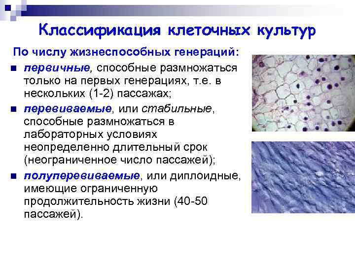 Классификация клеточных культур По числу жизнеспособных генераций: n первичные, способные размножаться только на первых