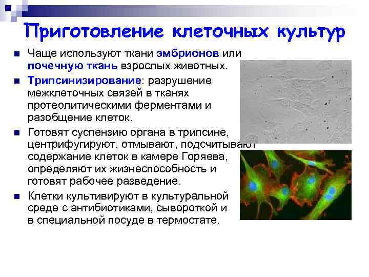 Приготовление клеточных культур n n Чаще используют ткани эмбрионов или почечную ткань взрослых животных.