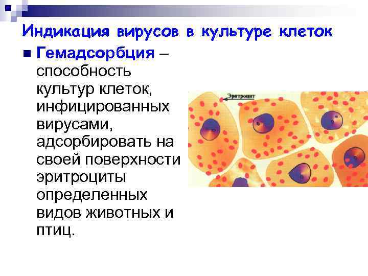 Индикация вирусов в культуре клеток n Гемадсорбция – способность культур клеток, инфицированных вирусами, адсорбировать