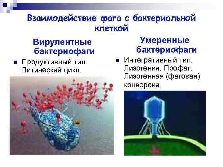 Взаимодействие фага с бактериальной клеткой Умеренные Вирулентные бактериофаги n Продуктивный тип. Литический цикл. n