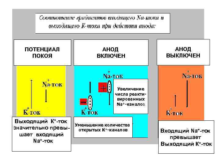 ПОТЕНЦИАЛ ПОКОЯ АНОД ВКЛЮЧЕН АНОД ВЫКЛЮЧЕН Увеличение числа реактивированных Nа+-каналов Выходящий К+-ток значительно превышает