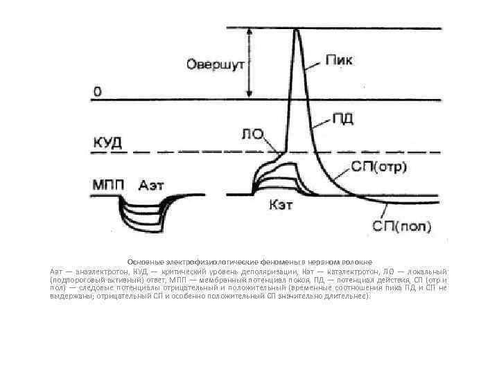 Основные электрофизиологические феномены в нервном волокне Аэт — анаэлектротон, КУД — критический уровень деполяризации,