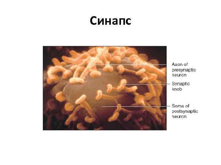 Синапс 
