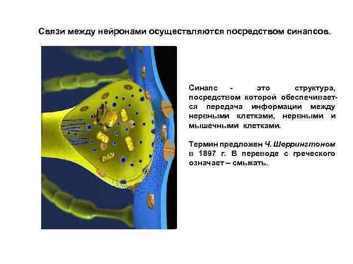 Связи между нейронами осуществляются посредством синапсов. Синапс это структура, посредством которой обеспечивается передача информации