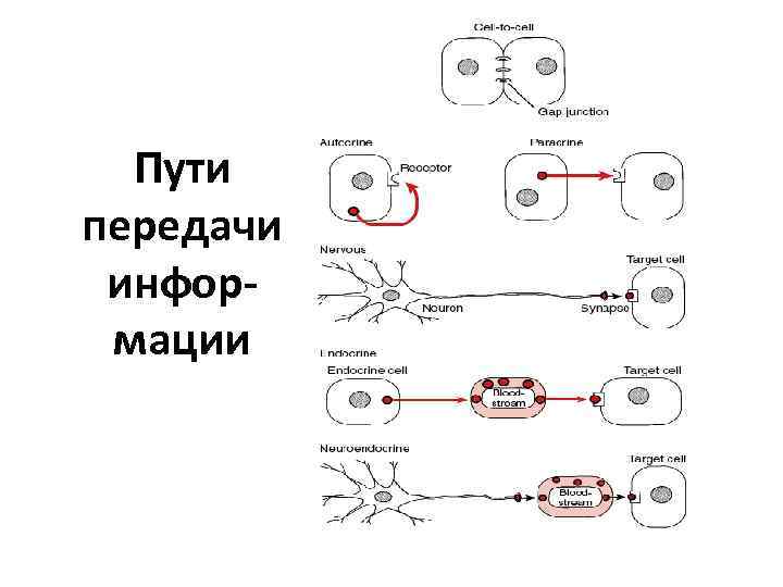 Пути передачи информации 