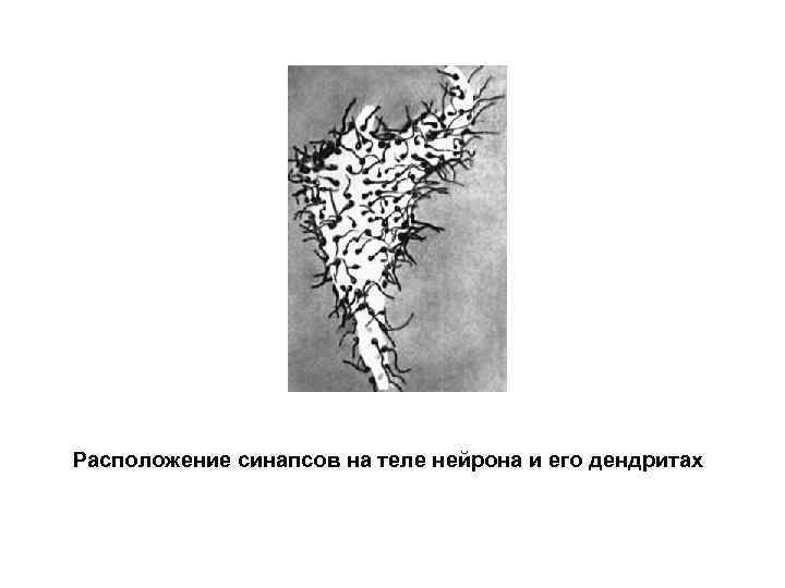 Расположение синапсов на теле нейрона и его дендритах 