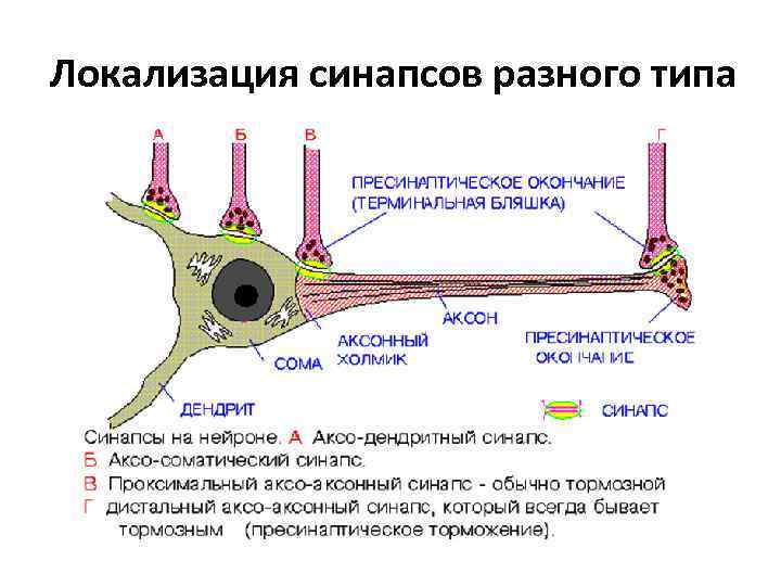 Локализация синапсов разного типа 