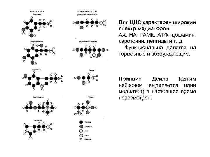 Для ЦНС характерен широкий спектр медиаторов: АХ, НА, ГАМК, АТФ, дофамин, серотонин, пептиды и