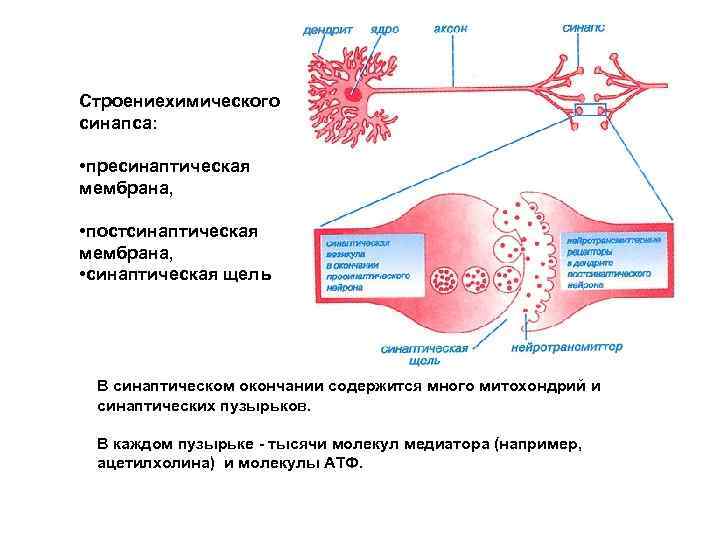 Строениехимического синапса: • пресинаптическая мембрана, • постсинаптическая мембрана, • синаптическая щель В синаптическом окончании