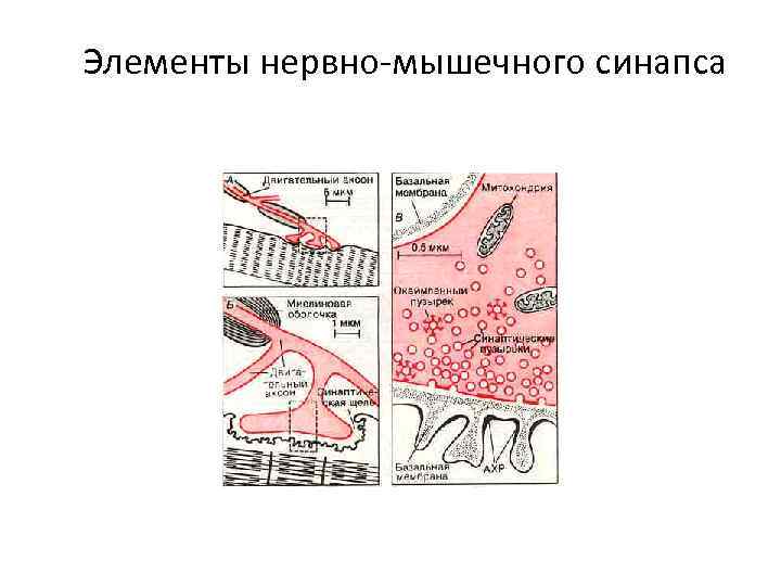 Элементы нервно-мышечного синапса 