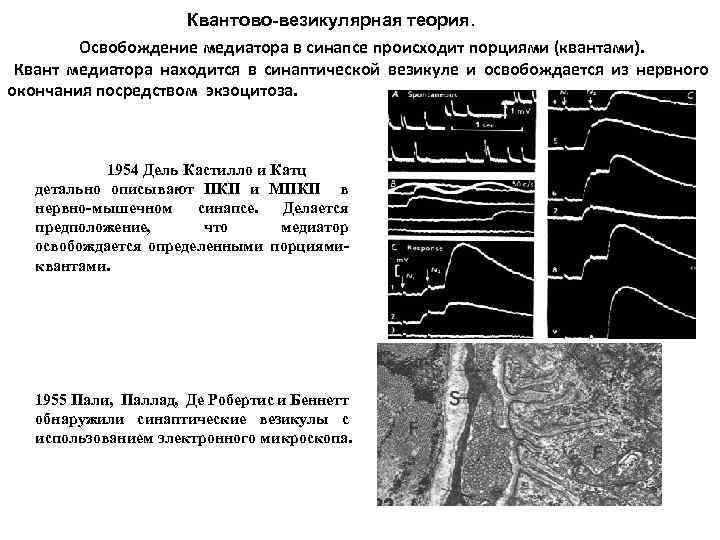 Квантово-везикулярная теория. Освобождение медиатора в синапсе происходит порциями (квантами). Квант медиатора находится в синаптической