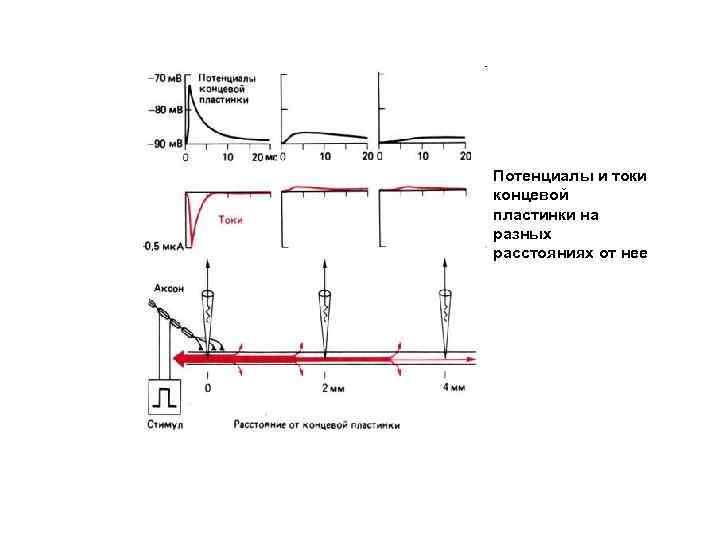 Потенциалы и токи концевой пластинки на разных расстояниях от нее 