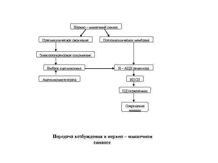 Нервно – мышечный синапс Пресинаптическое окончание Постсинаптическая мембрана Электросекреторное сопряжение Выброс ацетилхолина Ацетилхолинэстераза Н