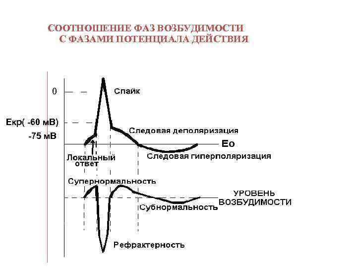 СООТНОШЕНИЕ ФАЗ ВОЗБУДИМОСТИ С ФАЗАМИ ПОТЕНЦИАЛА ДЕЙСТВИЯ 0 Екр( -60 м. В) -75 м.