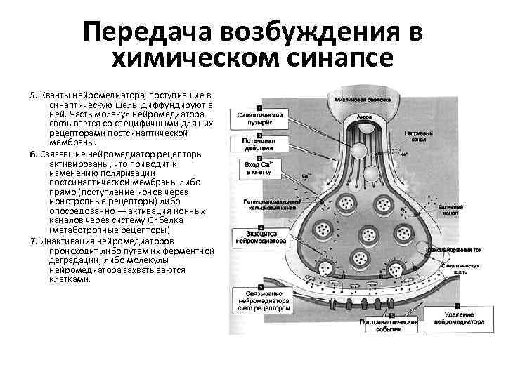 Передача возбуждения в химическом синапсе 5. Кванты нейромедиатора, поступившие в синаптическую щель, диффундируют в