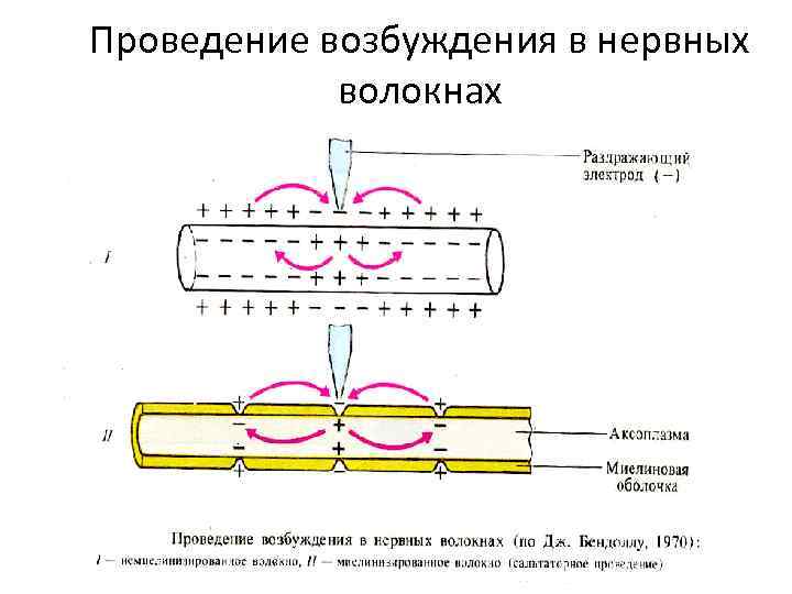 Проведение возбуждения в нервных волокнах 