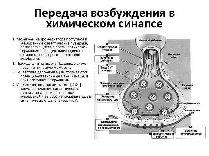 Передача возбуждения в химическом синапсе 1. Молекулы нейромедиатора поступают в мембранные синаптические пузырьки, располагающиеся