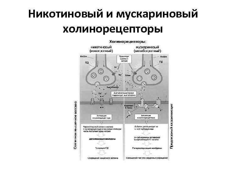 Никотиновый и мускариновый холинорецепторы 