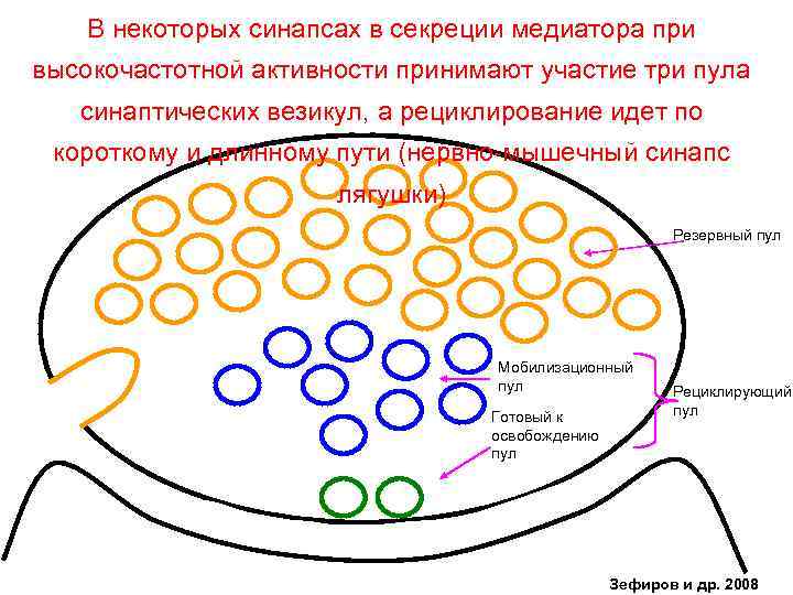 В некоторых синапсах в секреции медиатора при высокочастотной активности принимают участие три пула синаптических