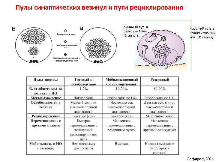 Пулы синаптических везикул и пути рециклирования Длинный путь в резервный пул (5 минут) Короткий