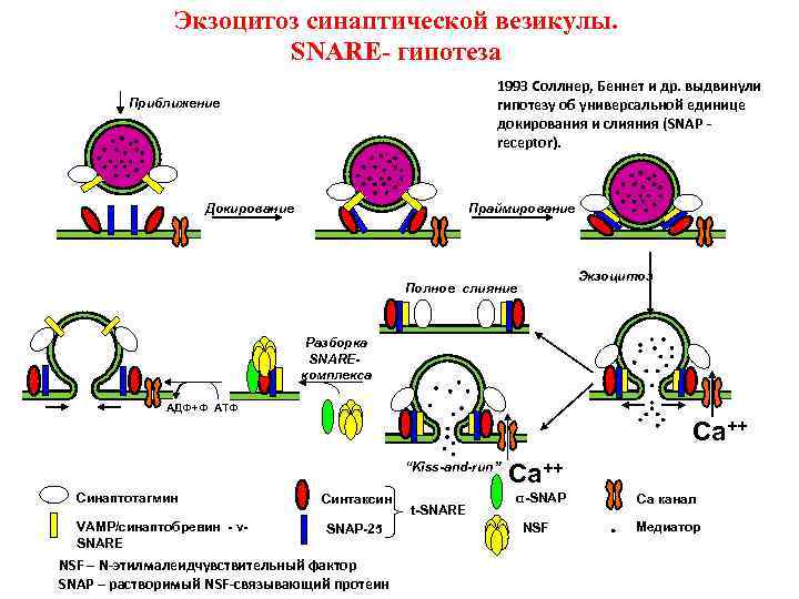 Экзоцитоз синаптической везикулы. SNARE- гипотеза 1993 Соллнер, Беннет и др. выдвинули гипотезу об универсальной
