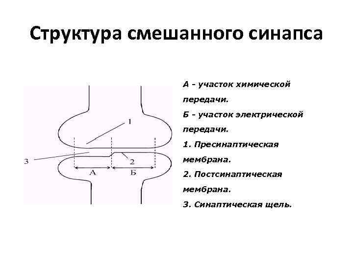 Структура смешанного синапса А - участок химической передачи. Б - участок электрической передачи. 1.