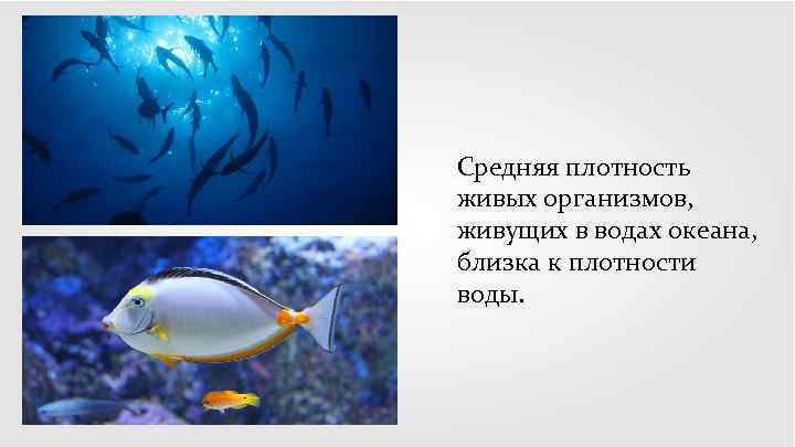 Средняя плотность живых организмов, живущих в водах океана, близка к плотности воды. 