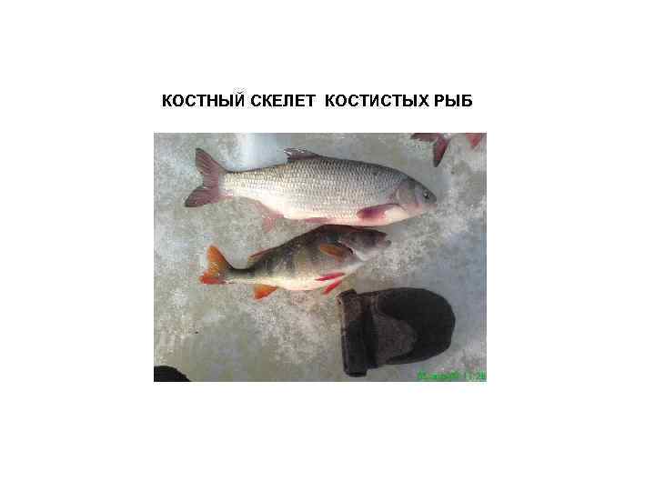 КОСТНЫЙ СКЕЛЕТ КОСТИСТЫХ РЫБ 