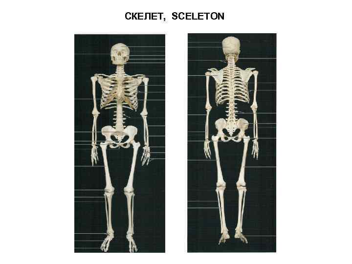 СКЕЛЕТ, SCELETON 