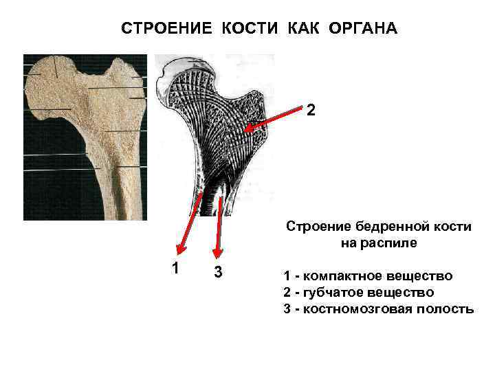 СТРОЕНИЕ КОСТИ КАК ОРГАНА 2 Строение бедренной кости на распиле 1 3 1 -