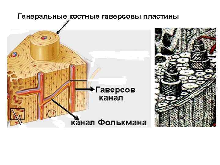 Генеральные костные гаверсовы пластины 