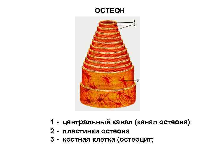 Строение остеона рисунок с подписями