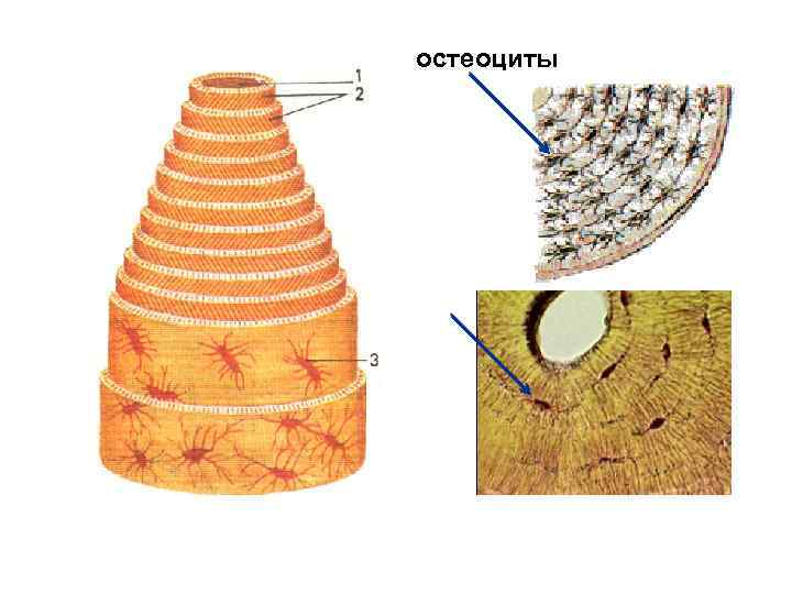 остеоциты 