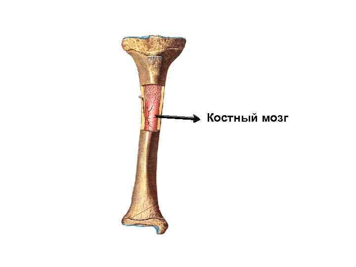 Костный мозг 