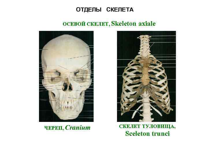 ОТДЕЛЫ СКЕЛЕТА ОСЕВОЙ СКЕЛЕТ, Skeleton ЧЕРЕП, Cranium axiale СКЕЛЕТ ТУЛОВИЩА, Sceleton trunci 