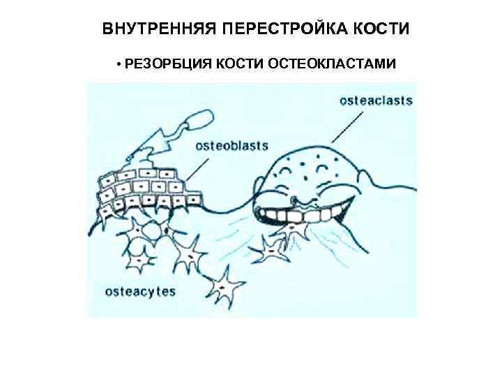 ВНУТРЕННЯЯ ПЕРЕСТРОЙКА КОСТИ • РЕЗОРБЦИЯ КОСТИ ОСТЕОКЛАСТАМИ 