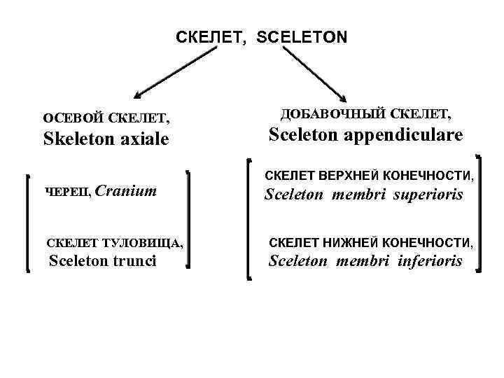 СКЕЛЕТ, SCELETON ОСЕВОЙ СКЕЛЕТ, Skeleton axiale ЧЕРЕП, Cranium ДОБАВОЧНЫЙ СКЕЛЕТ, Sceleton appendiculare СКЕЛЕТ ВЕРХНЕЙ