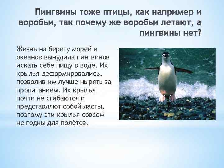 Жизнь на берегу морей и океанов вынудила пингвинов искать себе пищу в воде. Их