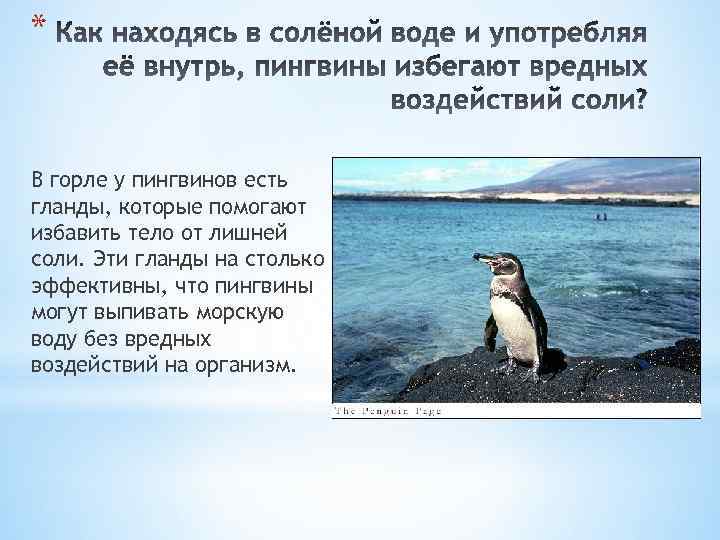 * В горле у пингвинов есть гланды, которые помогают избавить тело от лишней соли.