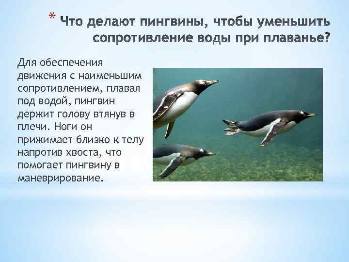 * Для обеспечения движения с наименьшим сопротивлением, плавая под водой, пингвин держит голову втянув