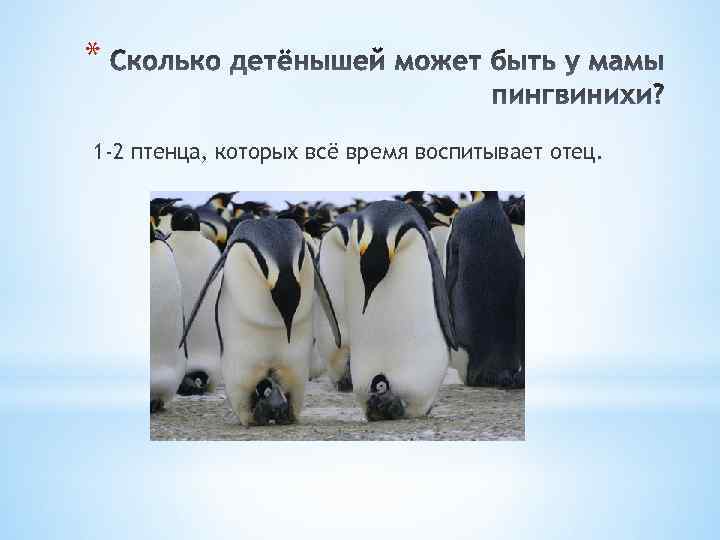 * 1 -2 птенца, которых всё время воспитывает отец. 