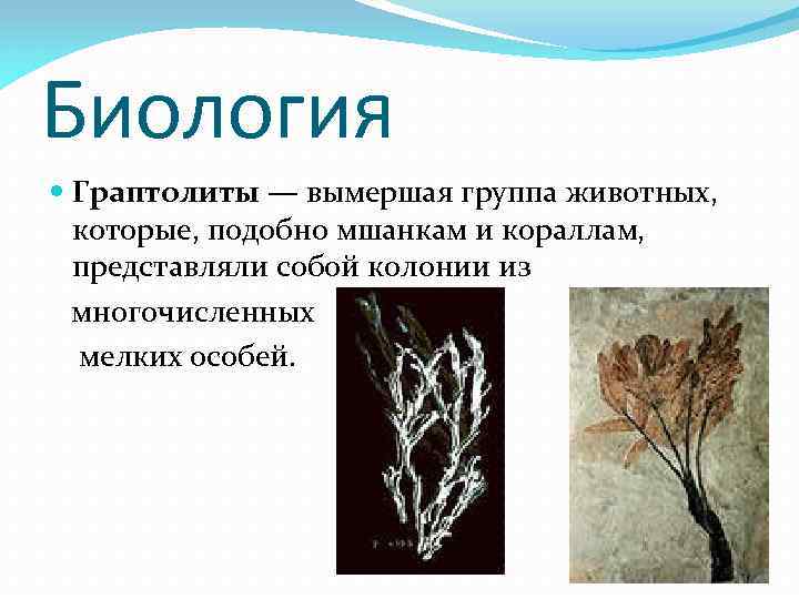 Биология Граптолиты — вымершая группа животных, которые, подобно мшанкам и кораллам, представляли собой колонии