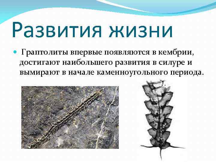 Развития жизни Граптолиты впервые появляются в кембрии, достигают наибольшего развития в силуре и вымирают