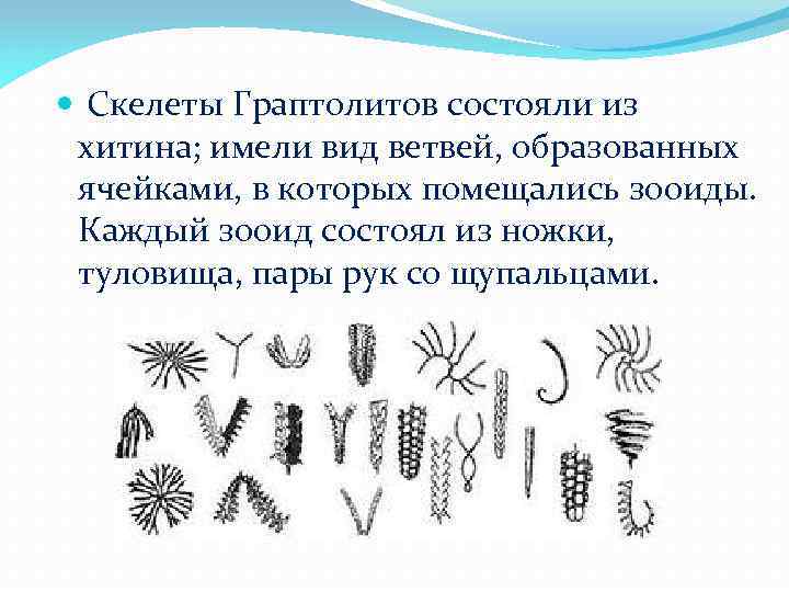  Скелеты Граптолитов состояли из хитина; имели вид ветвей, образованных ячейками, в которых помещались