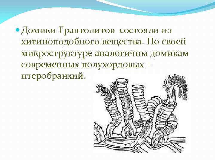  Домики Граптолитов состояли из хитиноподобного вещества. По своей микроструктуре аналогичны домикам современных полухордовых