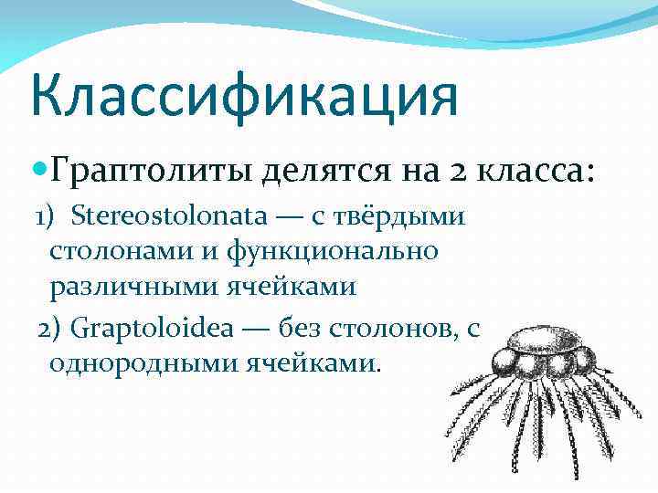 Классификация Граптолиты делятся на 2 класса: 1) Stereostolonata — с твёрдыми столонами и функционально